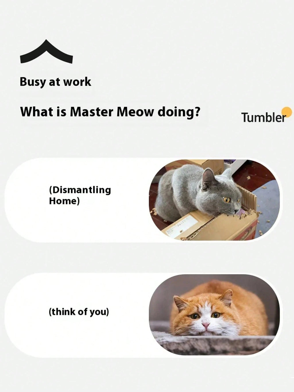 キャット ハンティング玩具セット、電動キャットボール玩具 ライト付き、追いかけ狩りペット玩具、USB充電式、子猫&ペット用品