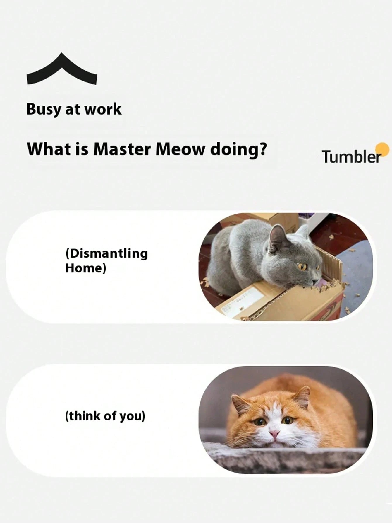 キャット ハンティング玩具セット、電動キャットボール玩具 ライト付き、追いかけ狩りペット玩具、USB充電式、子猫&ペット用品